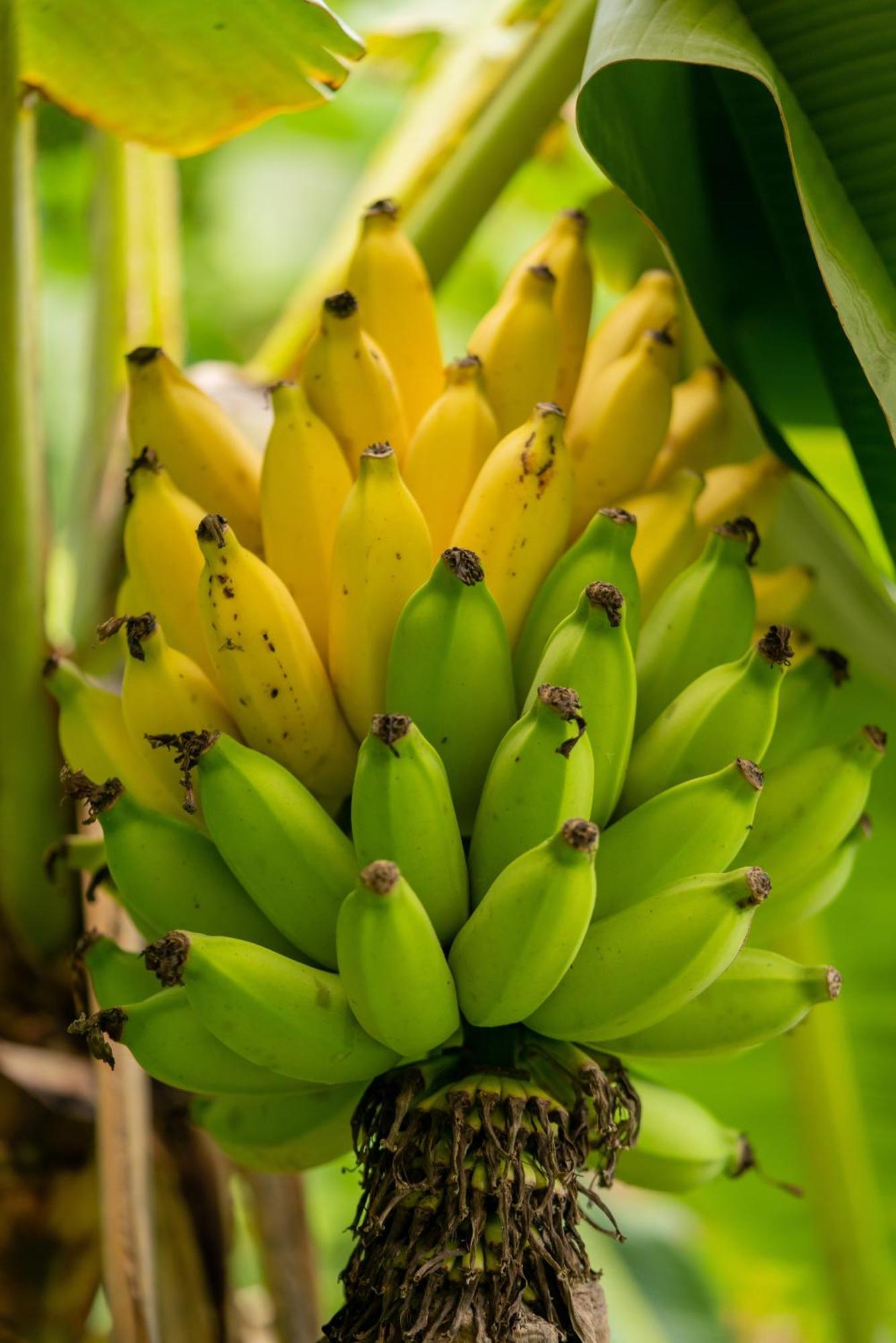 Jungle Haven Ocean Front Eco Villa On Fruit Farm Pahoa Exterior foto