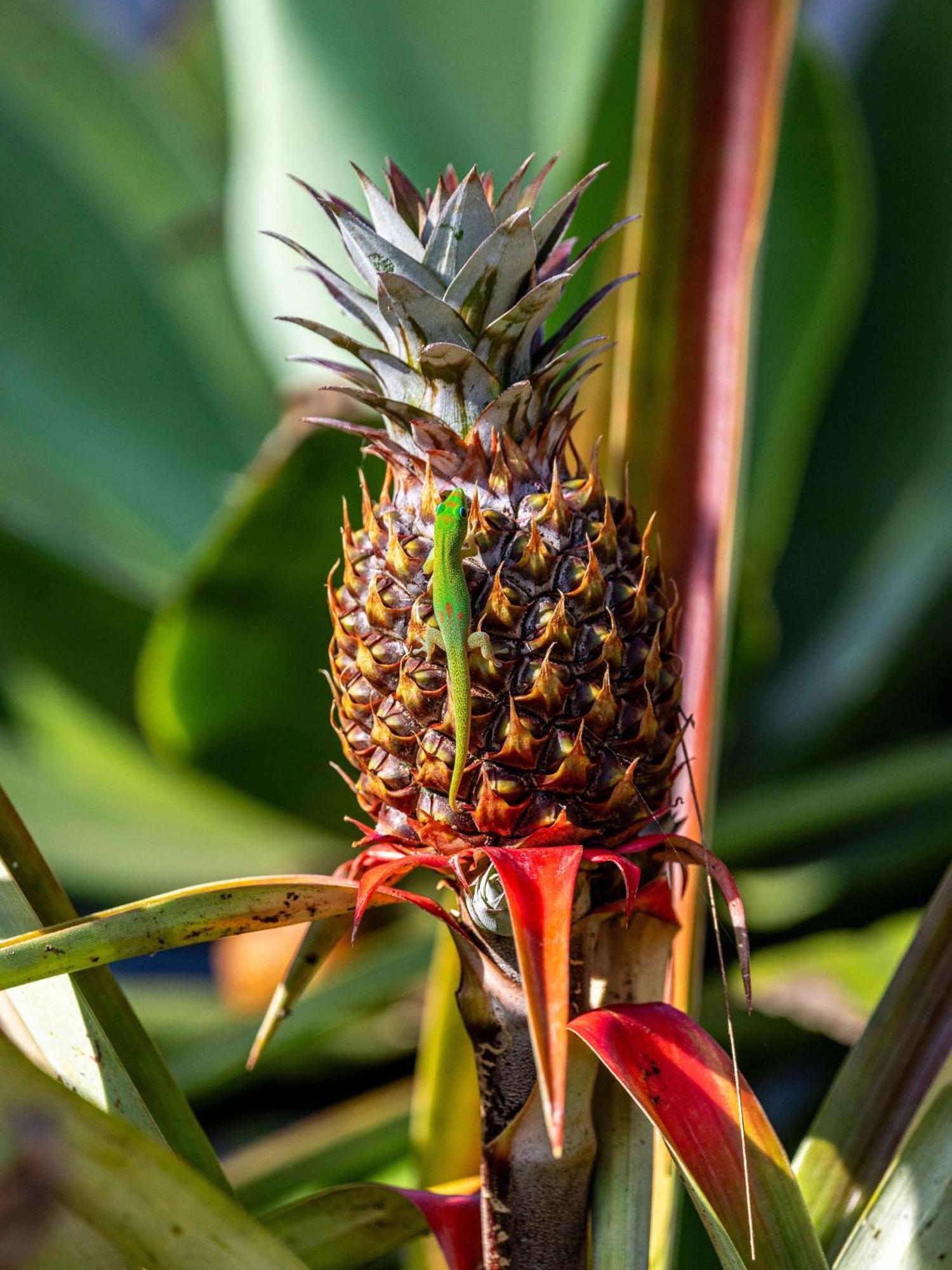 Jungle Haven Ocean Front Eco Villa On Fruit Farm Pahoa Exterior foto